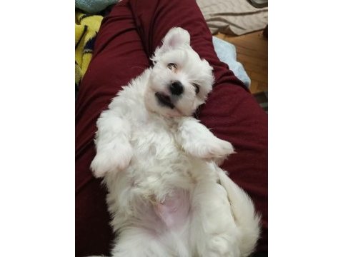 Maltese terrier 4 erkek 2 dişi yavru