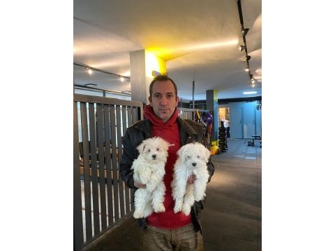 Emsalsiz safkan morkie bebeklerimiz