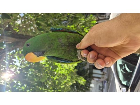 Evcilikte sınır yok eclectus papağanımız