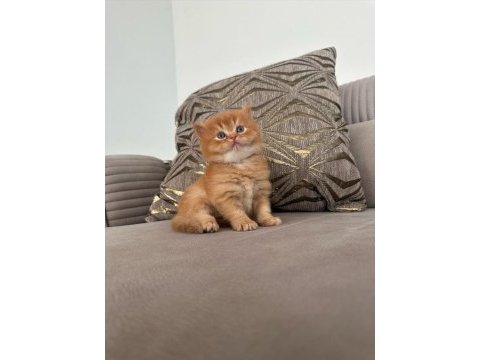 Russian blue ile british longhair melezleri 2 aylık
