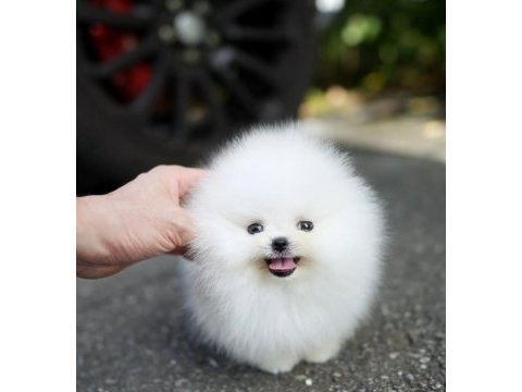 Orjinal pomeranian boo