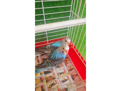 Ev üretimi erkek muhabbet kuşu yavruları
