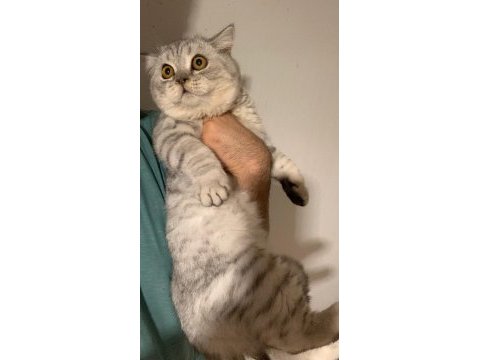 Beş aylık british shorthair erkek