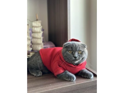 Scottish fold kedim