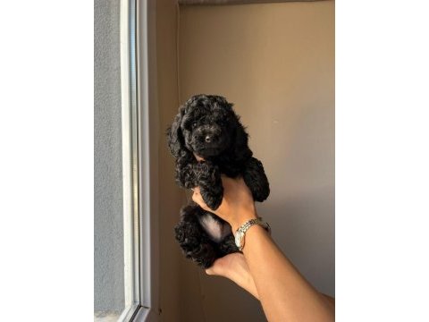 Toy poodle yavrularımız