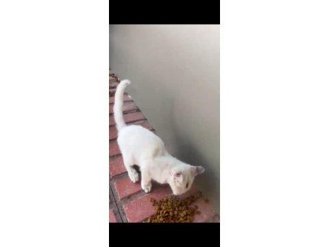 Çok uysal akıllı bir kedidir