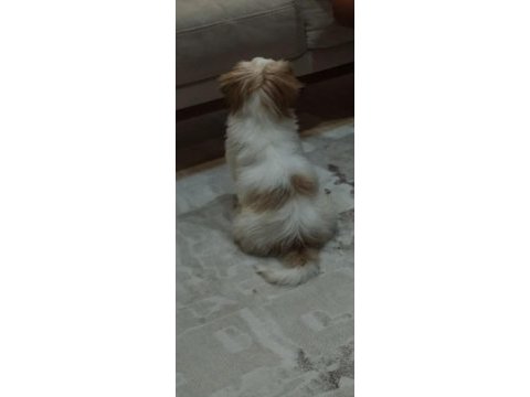 4 aylık aşıları tamam çipli shih tzu