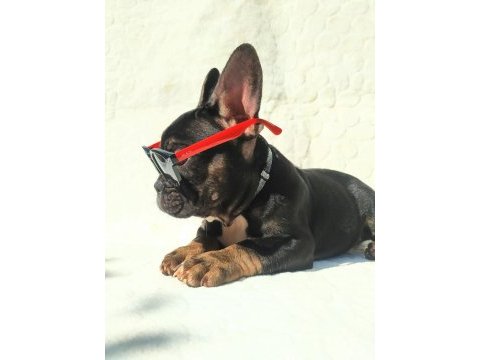 French bulldog ile farklı bağlar kurabilirsiniz