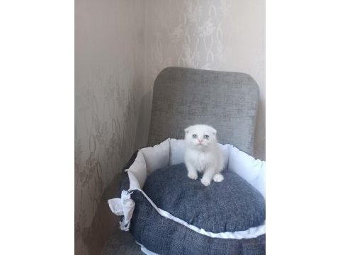 Kar beyaz ve lilac scottish fold yavrular