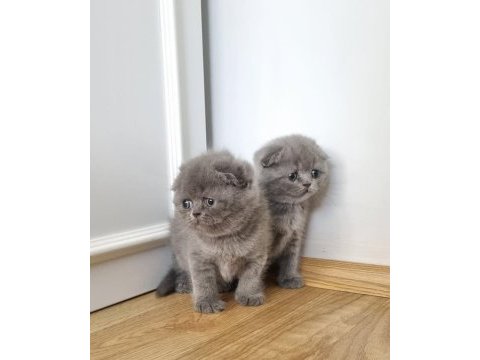 Scottish fold