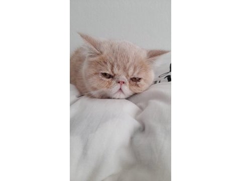 5 aylık son yavru exotic shorthair