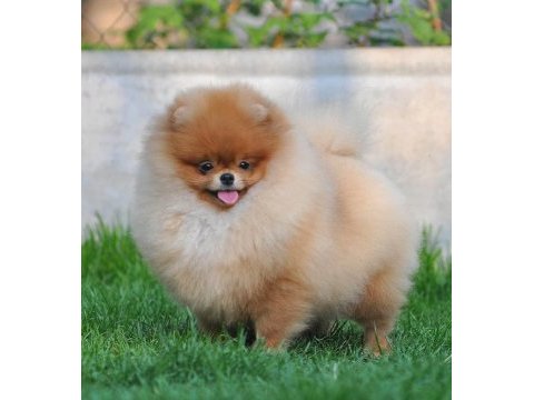 Pomeranian boo yavruları