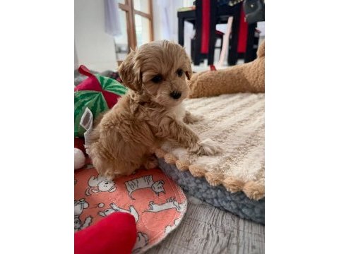 Sevimli maltipoo köpekleri