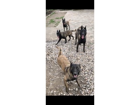Safkan black malinois