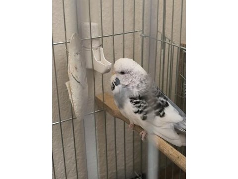 Jumbo muhabbet kuşu hazır takım
