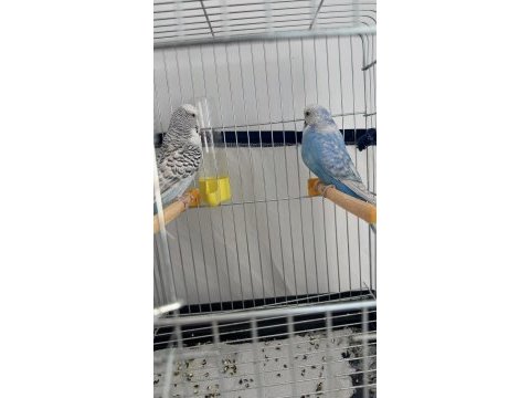 Jumbo muhabbet kuşları takım
