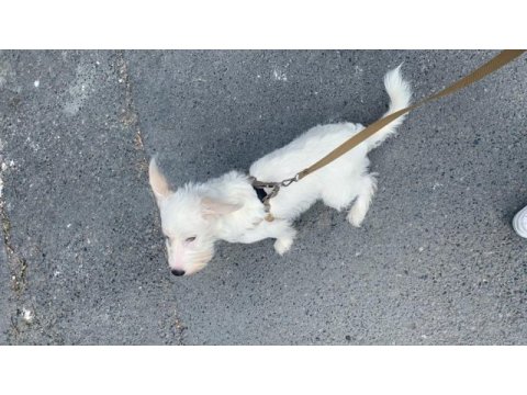 Maltese terrier golden kırması 1 yaşında