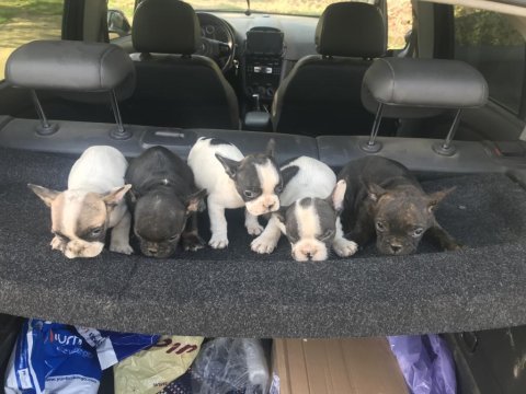 55 günlük french bulldog yavrularım balıkesir altınoluk