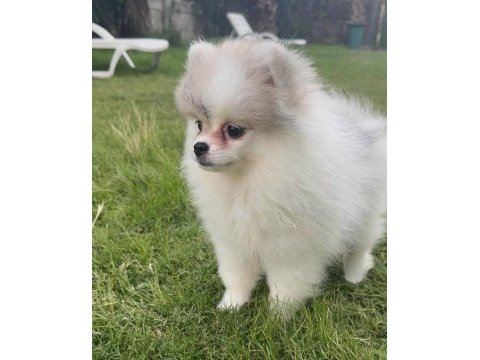 Pomeranian boo tea cup disi küçük boy