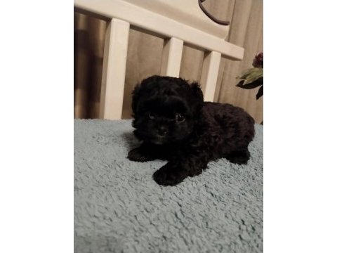 Shihpoo yavrular