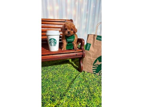 Tüy dökmeyen poodle minikler ailelerini bekliyor