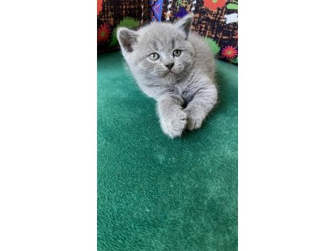 A kalite dünya tatlısı ayı kafa yavru kedimiz