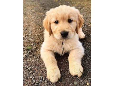 Golden retriever yavrularımız