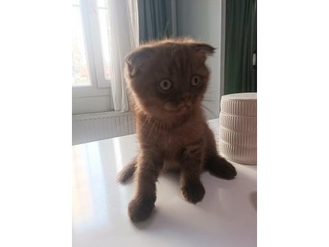 Scottish fold yavrumuz yeni sahibini bekliyor.