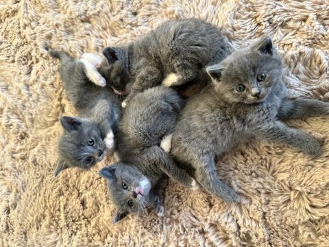 British shorthair memur aileden ev ortamında kaliteli mama