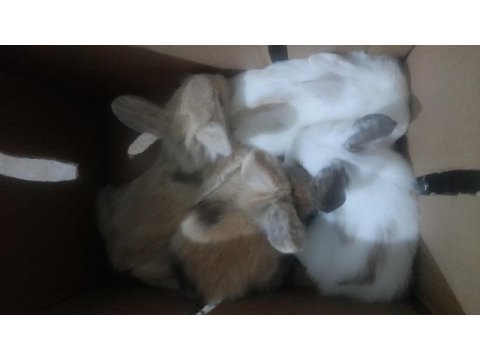 Hollanda lop tavşanı