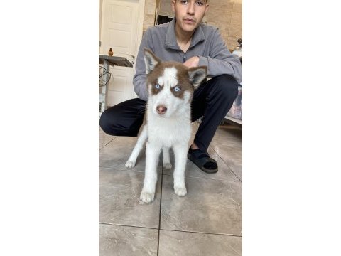 Husky sibirya kurdu