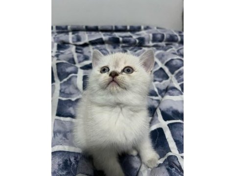 Güzel scottish fold yavrular yeni yuvalarını arıyor