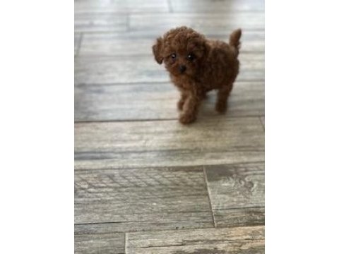 Teacup şecereli poodle yavrularımız