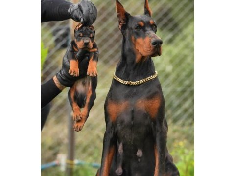 Çiftliğin efsane doberman yavruları kapıda ödemeli