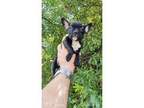 Acil standart teacup erkek french bulldog yavru 2 aylık