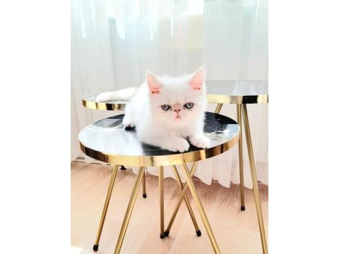 Exotic shorthair beyaz kedimiz