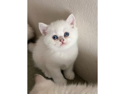 Silver british longhair dişi ve erkek bebekler