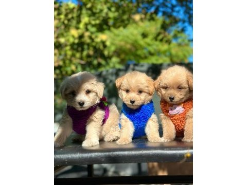 Irk garantili maltipoo yavrular
