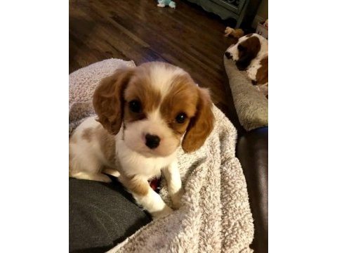 Efsane sevimli cavalier king charles yavrular