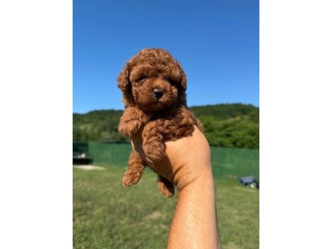 Toy poodle kore kan yavrularımız