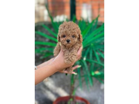 Toy poodle erkek yavrularım