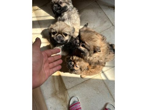 Safkan çin pekinezi 3 aylık