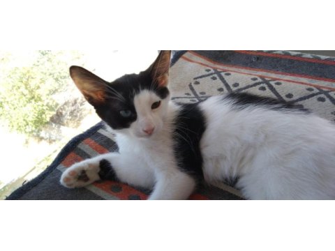Farklı gözler ile farklı bir yavru kedim