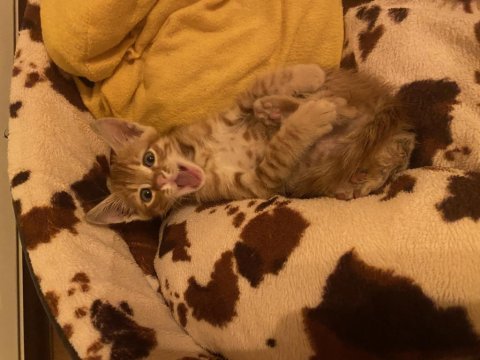 Sarman kedi yavrusu