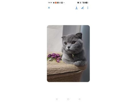 Ücretsiz scottish fold antalya