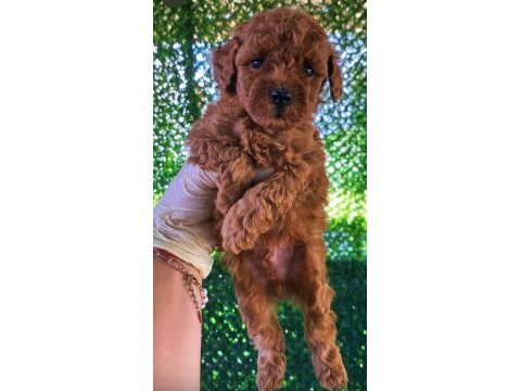 Orjinal sağlık garantili izmir de ev üretimi köpeklerim