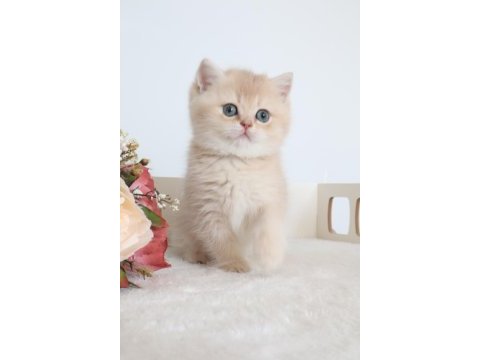 Krem rengi dişi yavru british shorthair
