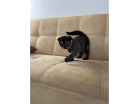 Scottish fold blue point erkek yavrular