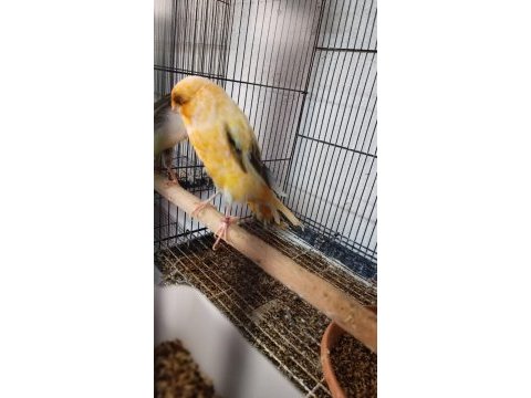 Sahibinden farklı ırklardan ötüm kanaryaları