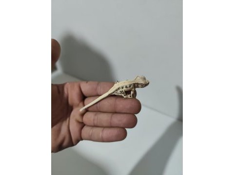 Üst kalite crested geckolar